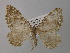  ( - BC ZSM Lep 35640)  @13 [ ] CreativeCommons - Attribution Non-Commercial Share-Alike (2010) Unspecified SNSB, Zoologische Staatssammlung Muenchen