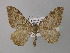 ( - BC ZSM Lep 35641)  @13 [ ] CreativeCommons - Attribution Non-Commercial Share-Alike (2010) Unspecified SNSB, Zoologische Staatssammlung Muenchen