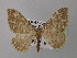  ( - BC ZSM Lep 35642)  @14 [ ] CreativeCommons - Attribution Non-Commercial Share-Alike (2010) Unspecified SNSB, Zoologische Staatssammlung Muenchen