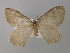  (Triphosa dyriata - BC ZSM Lep 35643)  @13 [ ] CreativeCommons - Attribution Non-Commercial Share-Alike (2010) Unspecified SNSB, Zoologische Staatssammlung Muenchen