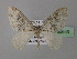  ( - BC ZSM Lep 35649)  @14 [ ] CreativeCommons - Attribution Non-Commercial Share-Alike (2010) Unspecified SNSB, Zoologische Staatssammlung Muenchen