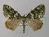  ( - BC ZSM Lep 35655)  @14 [ ] CreativeCommons - Attribution Non-Commercial Share-Alike (2010) Unspecified SNSB, Zoologische Staatssammlung Muenchen