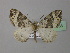  ( - BC ZSM Lep 35658)  @14 [ ] CreativeCommons - Attribution Non-Commercial Share-Alike (2010) Unspecified SNSB, Zoologische Staatssammlung Muenchen