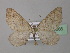  (Coenocalpe lapidata - BC ZSM Lep 35666)  @14 [ ] CreativeCommons - Attribution Non-Commercial Share-Alike (2010) Unspecified SNSB, Zoologische Staatssammlung Muenchen