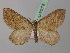  ( - BC ZSM Lep 35676)  @11 [ ] Copyright (2010) Unspecified SNSB, Zoologische Staatssammlung Muenchen