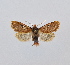  (Dasypolia rasa - BC ZSM Lep 35698)  @14 [ ] CreativeCommons - Attribution Non-Commercial Share-Alike (2010) Unspecified SNSB, Zoologische Staatssammlung Muenchen