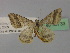  (Macaria AH01Ar - BC ZSM Lep 35733)  @13 [ ] CreativeCommons - Attribution Non-Commercial Share-Alike (2010) Unspecified SNSB, Zoologische Staatssammlung Muenchen