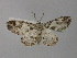  (Iridopsis jurginaAH01Ar - BC ZSM Lep 35734)  @13 [ ] CreativeCommons - Attribution Non-Commercial Share-Alike (2010) Unspecified SNSB, Zoologische Staatssammlung Muenchen