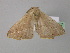  ( - BC ZSM Lep 35757)  @13 [ ] CreativeCommons - Attribution Non-Commercial Share-Alike (2010) Unspecified SNSB, Zoologische Staatssammlung Muenchen