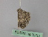  (Zeuctoboarmia ruandanaAH03Md - BC ZSM Lep 35761)  @12 [ ] CreativeCommons - Attribution Non-Commercial Share-Alike (2010) Unspecified SNSB, Zoologische Staatssammlung Muenchen