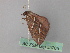  ( - BC ZSM Lep 35765)  @13 [ ] CreativeCommons - Attribution Non-Commercial Share-Alike (2010) Unspecified SNSB, Zoologische Staatssammlung Muenchen