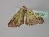  ( - BC ZSM Lep 35767)  @12 [ ] CreativeCommons - Attribution Non-Commercial Share-Alike (2010) Unspecified SNSB, Zoologische Staatssammlung Muenchen