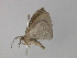  ( - BC ZSM Lep 35770)  @13 [ ] CreativeCommons - Attribution Non-Commercial Share-Alike (2010) Unspecified SNSB, Zoologische Staatssammlung Muenchen