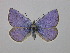  ( - BC ZSM Lep 36639)  @14 [ ] CreativeCommons - Attribution Non-Commercial Share-Alike (2010) Unspecified SNSB, Zoologische Staatssammlung Muenchen