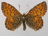  ( - BC ZSM Lep 36643)  @14 [ ] CreativeCommons - Attribution Non-Commercial Share-Alike (2010) Unspecified SNSB, Zoologische Staatssammlung Muenchen