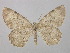  (Charissa intermedia - BC ZSM Lep 36654)  @13 [ ] CreativeCommons - Attribution Non-Commercial Share-Alike (2010) Unspecified SNSB, Zoologische Staatssammlung Muenchen