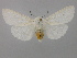  ( - BC ZSM Lep 36661)  @13 [ ] CreativeCommons - Attribution Non-Commercial Share-Alike (2010) Unspecified SNSB, Zoologische Staatssammlung Muenchen