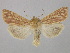  ( - BC ZSM Lep 36670)  @14 [ ] CreativeCommons - Attribution Non-Commercial Share-Alike (2010) Unspecified SNSB, Zoologische Staatssammlung Muenchen
