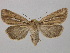  ( - BC ZSM Lep 36671)  @14 [ ] CreativeCommons - Attribution Non-Commercial Share-Alike (2010) Unspecified SNSB, Zoologische Staatssammlung Muenchen