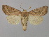  ( - BC ZSM Lep 36683)  @14 [ ] CreativeCommons - Attribution Non-Commercial Share-Alike (2010) Unspecified SNSB, Zoologische Staatssammlung Muenchen