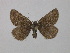  ( - BC ZSM Lep 36687)  @13 [ ] CreativeCommons - Attribution Non-Commercial Share-Alike (2010) Unspecified SNSB, Zoologische Staatssammlung Muenchen