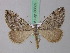  (Aplocera plagiata cypria - BC ZSM Lep 36689)  @11 [ ] CreativeCommons - Attribution Non-Commercial Share-Alike (2010) Unspecified SNSB, Zoologische Staatssammlung Muenchen