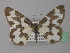  ( - BC ZSM Lep 36694)  @11 [ ] CreativeCommons - Attribution Non-Commercial Share-Alike (2010) Unspecified SNSB, Zoologische Staatssammlung Muenchen