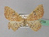  (Cyclophora ariadne - BC ZSM Lep 36703)  @14 [ ] CreativeCommons - Attribution Non-Commercial Share-Alike (2010) Unspecified SNSB, Zoologische Staatssammlung Muenchen