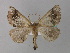  (Crocallis bacalladoi - BC ZSM Lep 36704)  @13 [ ] CreativeCommons - Attribution Non-Commercial Share-Alike (2010) Unspecified SNSB, Zoologische Staatssammlung Muenchen