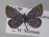  (Zizeeria - BC ZSM Lep 36711)  @14 [ ] CreativeCommons - Attribution Non-Commercial Share-Alike (2010) Unspecified SNSB, Zoologische Staatssammlung Muenchen