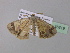  (Zamarada AH10Ca - BC ZSM Lep 36819)  @13 [ ] CreativeCommons - Attribution Non-Commercial Share-Alike (2010) Unspecified SNSB, Zoologische Staatssammlung Muenchen