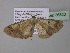  (Zamarada AH12Ca - BC ZSM Lep 36820)  @13 [ ] CreativeCommons - Attribution Non-Commercial Share-Alike (2010) Unspecified SNSB, Zoologische Staatssammlung Muenchen