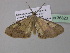  ( - BC ZSM Lep 36823)  @13 [ ] CreativeCommons - Attribution Non-Commercial Share-Alike (2010) Unspecified SNSB, Zoologische Staatssammlung Muenchen