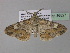  ( - BC ZSM Lep 36827)  @12 [ ] CreativeCommons - Attribution Non-Commercial Share-Alike (2010) Unspecified SNSB, Zoologische Staatssammlung Muenchen