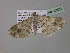  ( - BC ZSM Lep 36829)  @12 [ ] CreativeCommons - Attribution Non-Commercial Share-Alike (2010) Unspecified SNSB, Zoologische Staatssammlung Muenchen