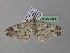  ( - BC ZSM Lep 36831)  @12 [ ] CreativeCommons - Attribution Non-Commercial Share-Alike (2010) Unspecified SNSB, Zoologische Staatssammlung Muenchen
