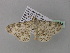  ( - BC ZSM Lep 36833)  @13 [ ] CreativeCommons - Attribution Non-Commercial Share-Alike (2010) Unspecified SNSB, Zoologische Staatssammlung Muenchen
