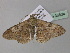  ( - BC ZSM Lep 36834)  @14 [ ] CreativeCommons - Attribution Non-Commercial Share-Alike (2010) Unspecified SNSB, Zoologische Staatssammlung Muenchen
