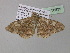  ( - BC ZSM Lep 36835)  @13 [ ] CreativeCommons - Attribution Non-Commercial Share-Alike (2010) Unspecified SNSB, Zoologische Staatssammlung Muenchen
