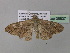  ( - BC ZSM Lep 36837)  @13 [ ] CreativeCommons - Attribution Non-Commercial Share-Alike (2010) Unspecified SNSB, Zoologische Staatssammlung Muenchen