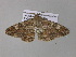  ( - BC ZSM Lep 36838)  @13 [ ] CreativeCommons - Attribution Non-Commercial Share-Alike (2010) Unspecified SNSB, Zoologische Staatssammlung Muenchen