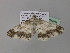  (Cleora radula leptopastaAH02Ca - BC ZSM Lep 36842)  @13 [ ] CreativeCommons - Attribution Non-Commercial Share-Alike (2010) Unspecified SNSB, Zoologische Staatssammlung Muenchen