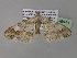  ( - BC ZSM Lep 36843)  @13 [ ] CreativeCommons - Attribution Non-Commercial Share-Alike (2010) Unspecified SNSB, Zoologische Staatssammlung Muenchen
