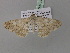  (Cleora toulgoetae - BC ZSM Lep 36846)  @12 [ ] CreativeCommons - Attribution Non-Commercial Share-Alike (2010) Unspecified SNSB, Zoologische Staatssammlung Muenchen