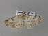  (Cleora bicornis - BC ZSM Lep 36848)  @13 [ ] CreativeCommons - Attribution Non-Commercial Share-Alike (2010) Unspecified SNSB, Zoologische Staatssammlung Muenchen