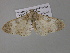  (Cleora herbulotiAH03Ca - BC ZSM Lep 36852)  @13 [ ] CreativeCommons - Attribution Non-Commercial Share-Alike (2010) Unspecified SNSB, Zoologische Staatssammlung Muenchen