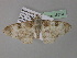  (Cleora oculataAH01Gh - BC ZSM Lep 36853)  @13 [ ] CreativeCommons - Attribution Non-Commercial Share-Alike (2010) Unspecified SNSB, Zoologische Staatssammlung Muenchen