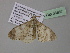 ( - BC ZSM Lep 36857)  @12 [ ] CreativeCommons - Attribution Non-Commercial Share-Alike (2010) Unspecified SNSB, Zoologische Staatssammlung Muenchen