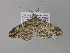  (Cleora pavlitzkiaeAH01Ca - BC ZSM Lep 36863)  @13 [ ] CreativeCommons - Attribution Non-Commercial Share-Alike (2010) Unspecified SNSB, Zoologische Staatssammlung Muenchen