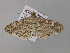  ( - BC ZSM Lep 36864)  @12 [ ] CreativeCommons - Attribution Non-Commercial Share-Alike (2010) Unspecified SNSB, Zoologische Staatssammlung Muenchen